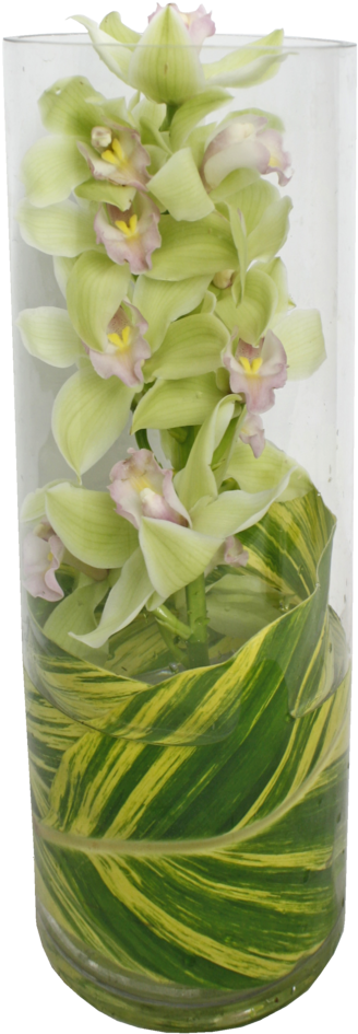 Cymbidium Orchid In Glass Tube, Perfect For A Modern - Vase (1000x1100), Png Download