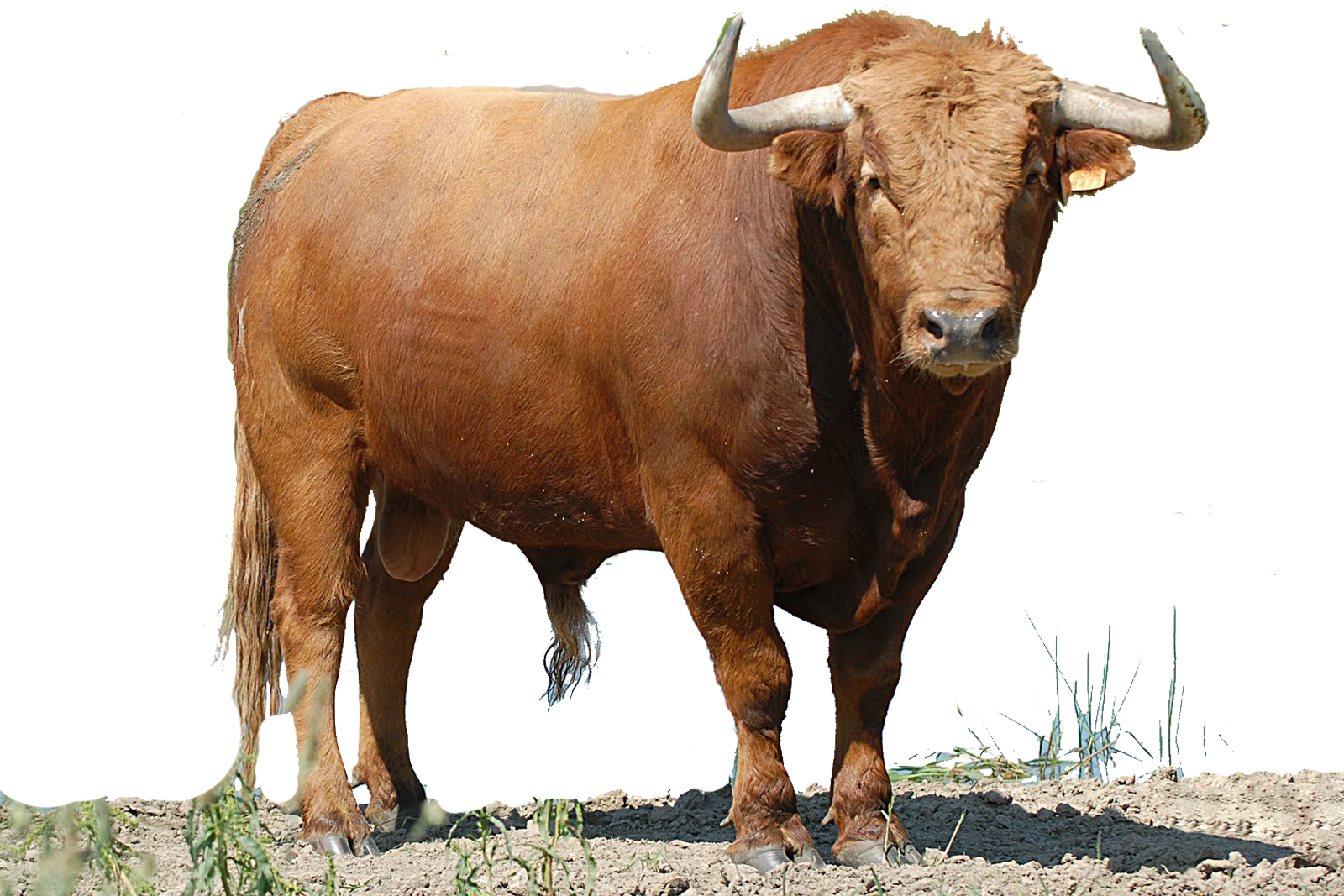 Toro Png - Toro Colorado (1600x1067), Png Download