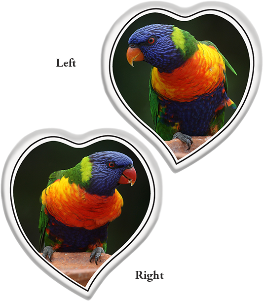 Tear Shaped Heart Left Or Right - Parrot (550x627), Png Download