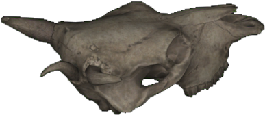 Jawless Brahmin Skull - Bull (1200x558), Png Download