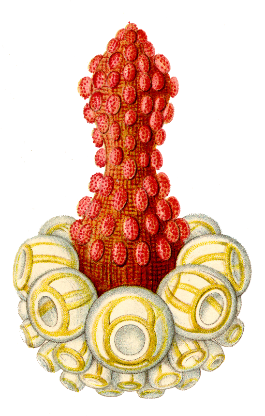 Illustration (547x870), Png Download