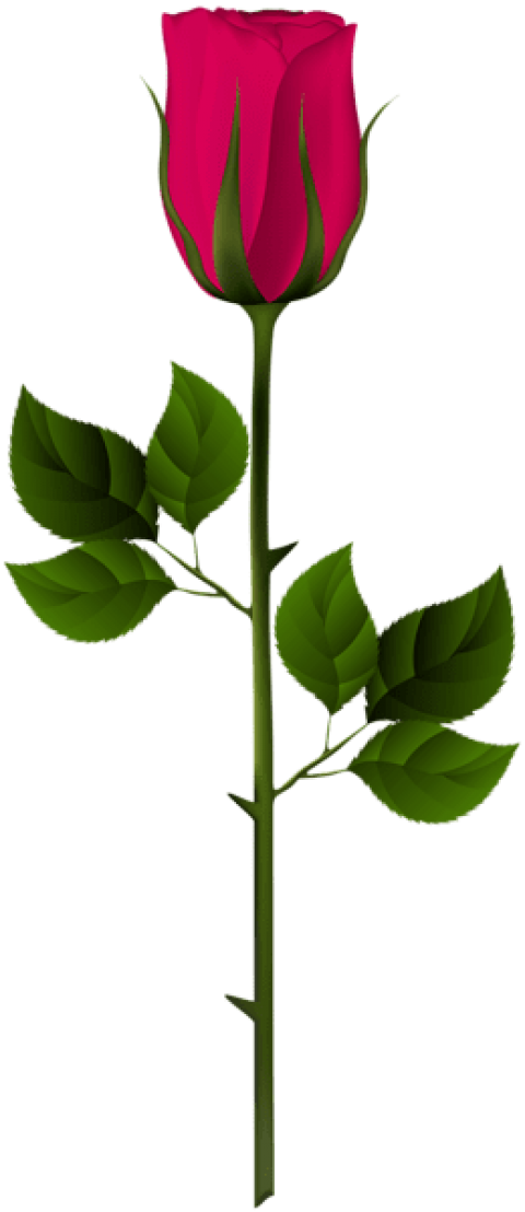 Free Png Download Pink Rose Bud Png Images Background - Garden Roses (480x1108), Png Download