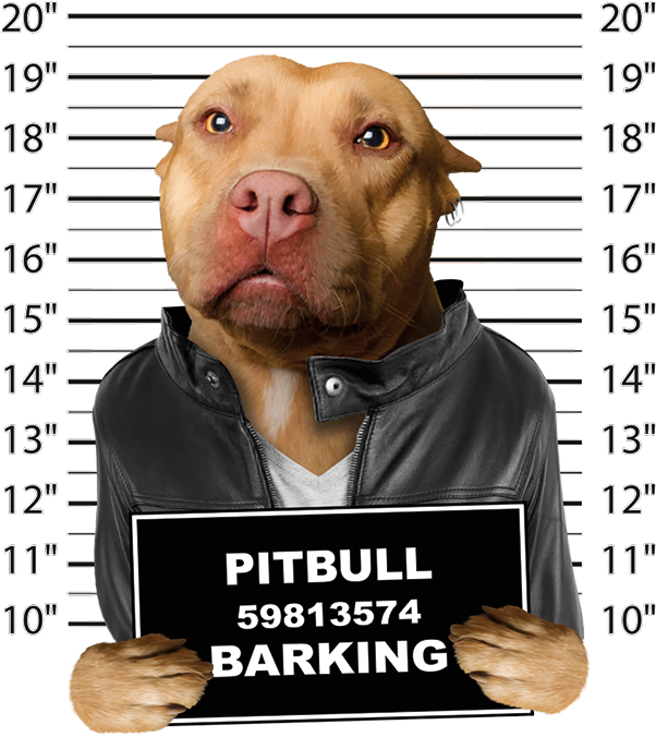 Pitbull Mugshot (675x675), Png Download