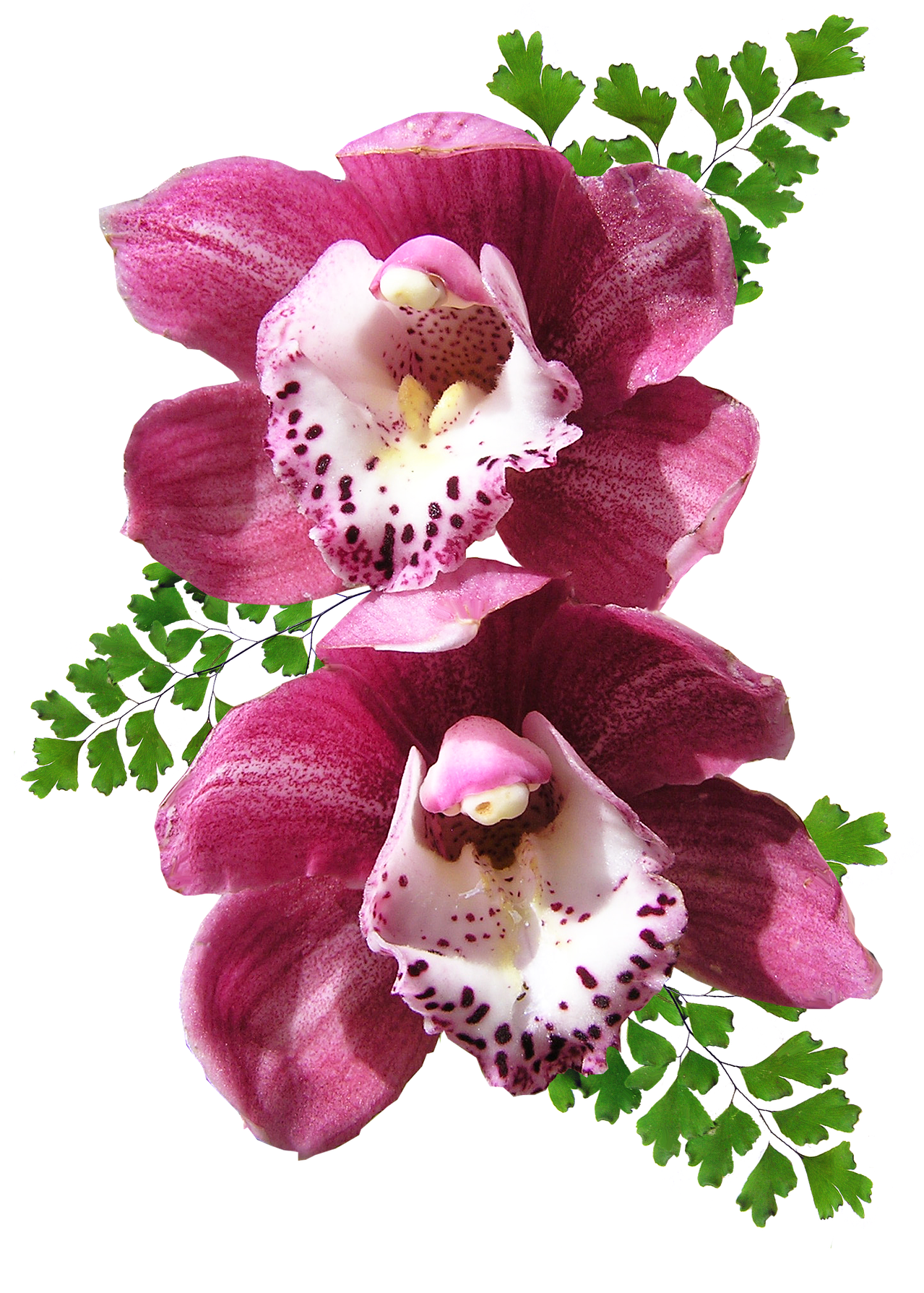 Orchid - Orquideas Png (1468x1920), Png Download