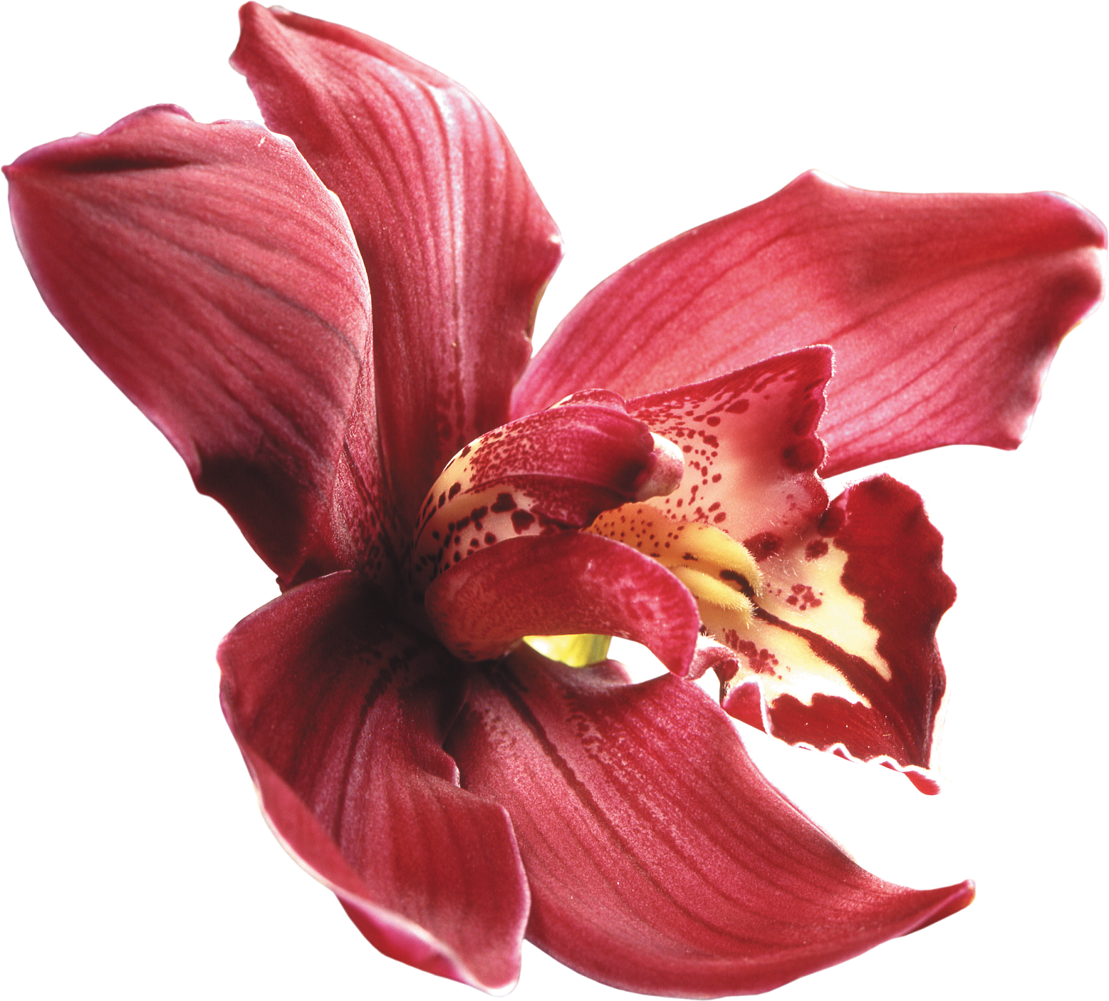Orquideas Rojas Dibujos (1600x1444), Png Download