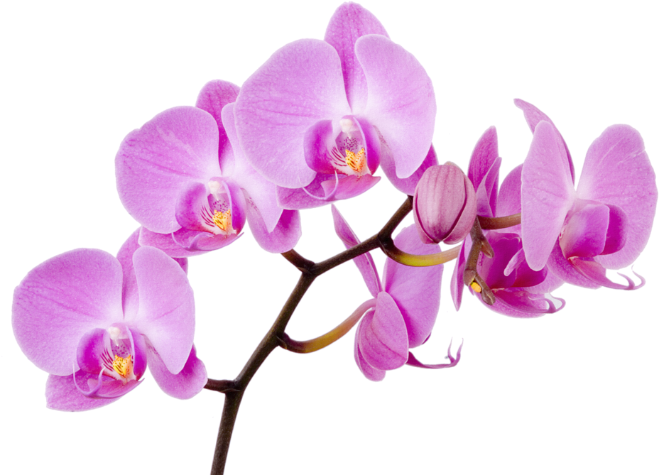 Яндекс - Фотки - Orchid Flower (1024x688), Png Download
