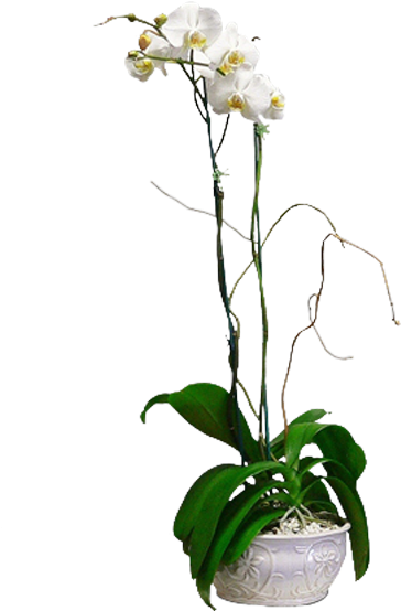 Orchids & Curly Willow - Moth Orchid (600x600), Png Download