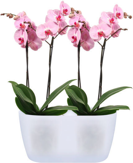Home > Collection > Brussels Orchid Duo - Moth Orchid (750x750), Png Download
