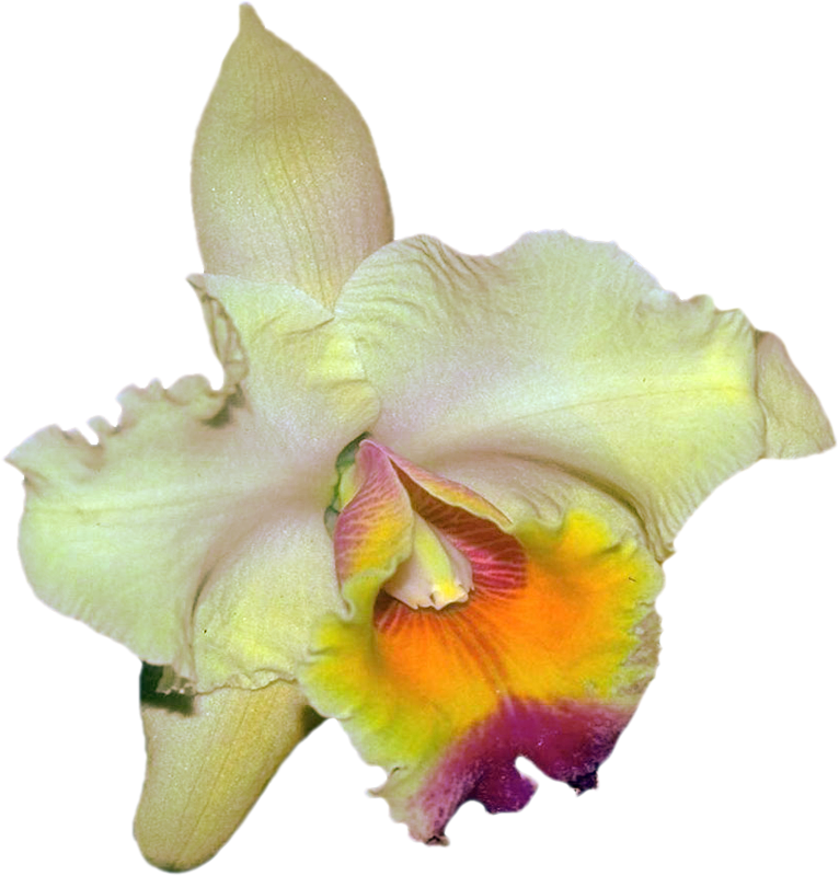 Png Клипарт "beautiful Orchids Flower" - Christmas Orchid (766x800), Png Download