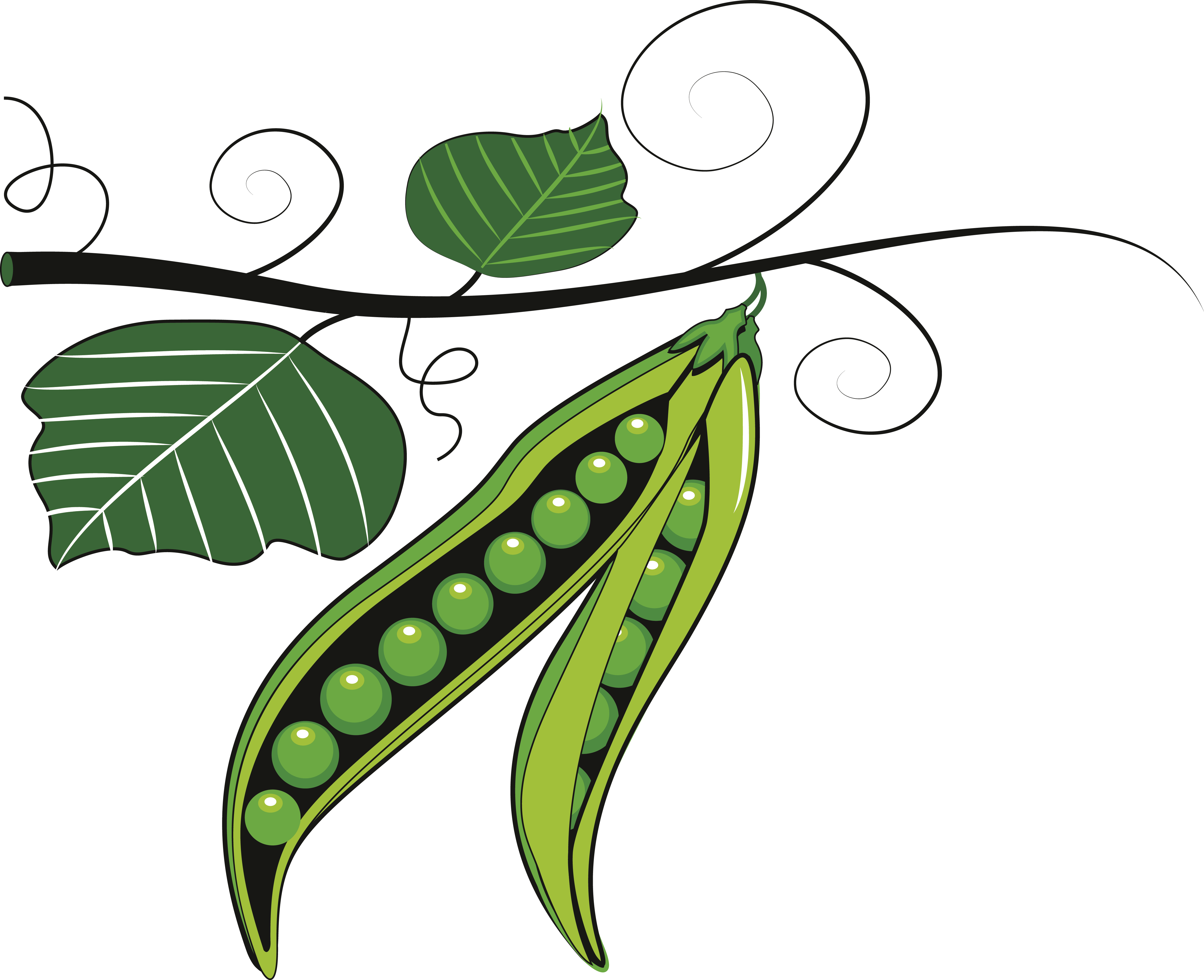 Pea Clipart Vector - Peas Art (4842x3940), Png Download