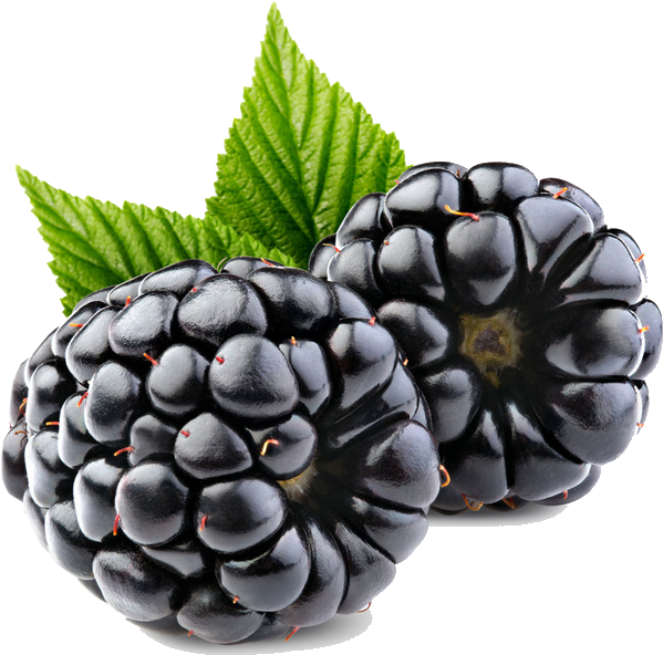 Vector Royalty Free Berry Drawing Blackberry Fruit - Ahududu Yabanmersini (1062x1043), Png Download