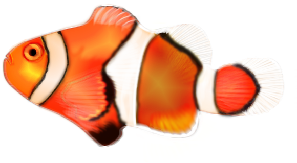 Clown-fish - Coral Reef Fish (600x600), Png Download