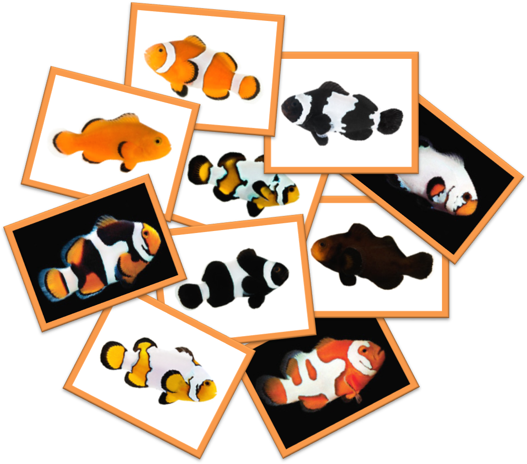 Fantasized By The Nemo Movie, Do You Think Clownfish - Clownfish (1094x962), Png Download