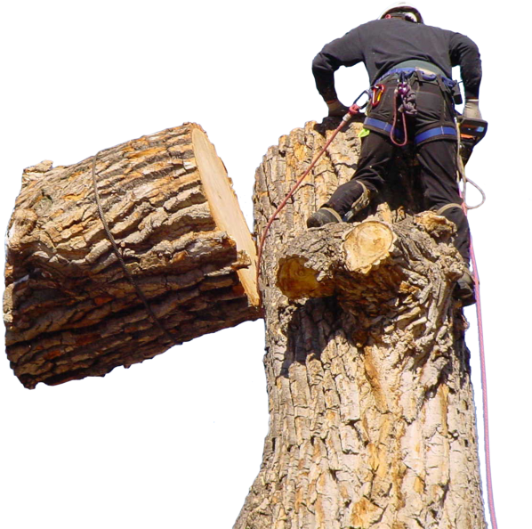 Jeffs Tree Home Page Tree Overlay - Tree Stump (650x646), Png Download
