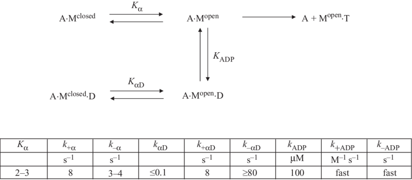 A Model For The Interaction Of Adp And Atp With Rat - Number (850x372), Png Download