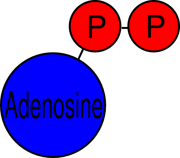 Adp Clip Art - Adenosine Diphosphate Clip Art (600x529), Png Download