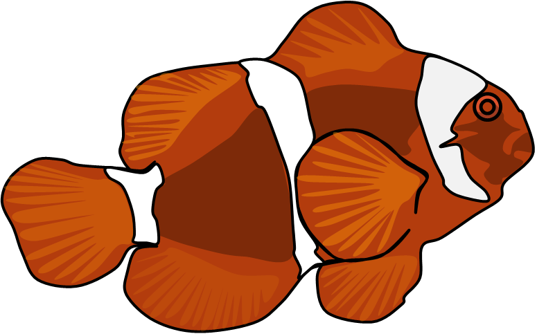 Maroon Clownfish (775x483), Png Download