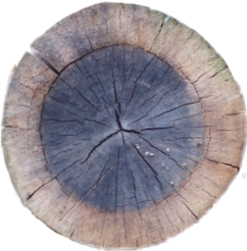 Crosssection Tree Stump Sawed Sawedwood Wood Tree Cutdo - Circle (1024x1024), Png Download