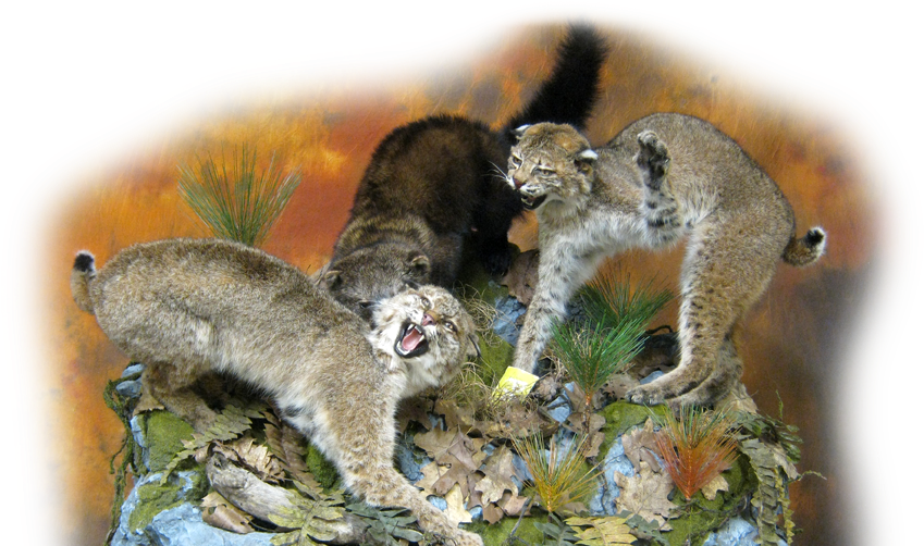 Slide0 Slide1 Slide2 - Snow Leopard (1080x504), Png Download