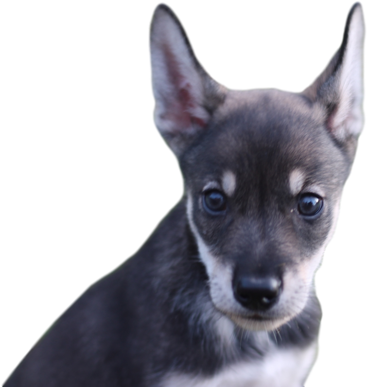 Blair Braverman On Twitter - Companion Dog (1200x800), Png Download