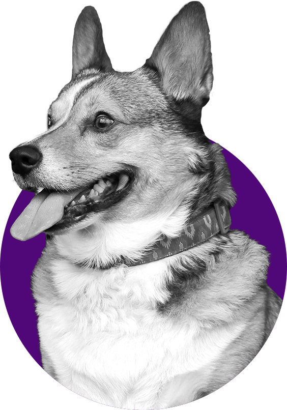 We Understand That Some Dogs Need Extra Time And Attention, - Dog (564x806), Png Download