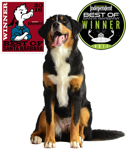 Any Dog, Any Age, Any Problem - Bernese Mountain Dog (694x525), Png Download