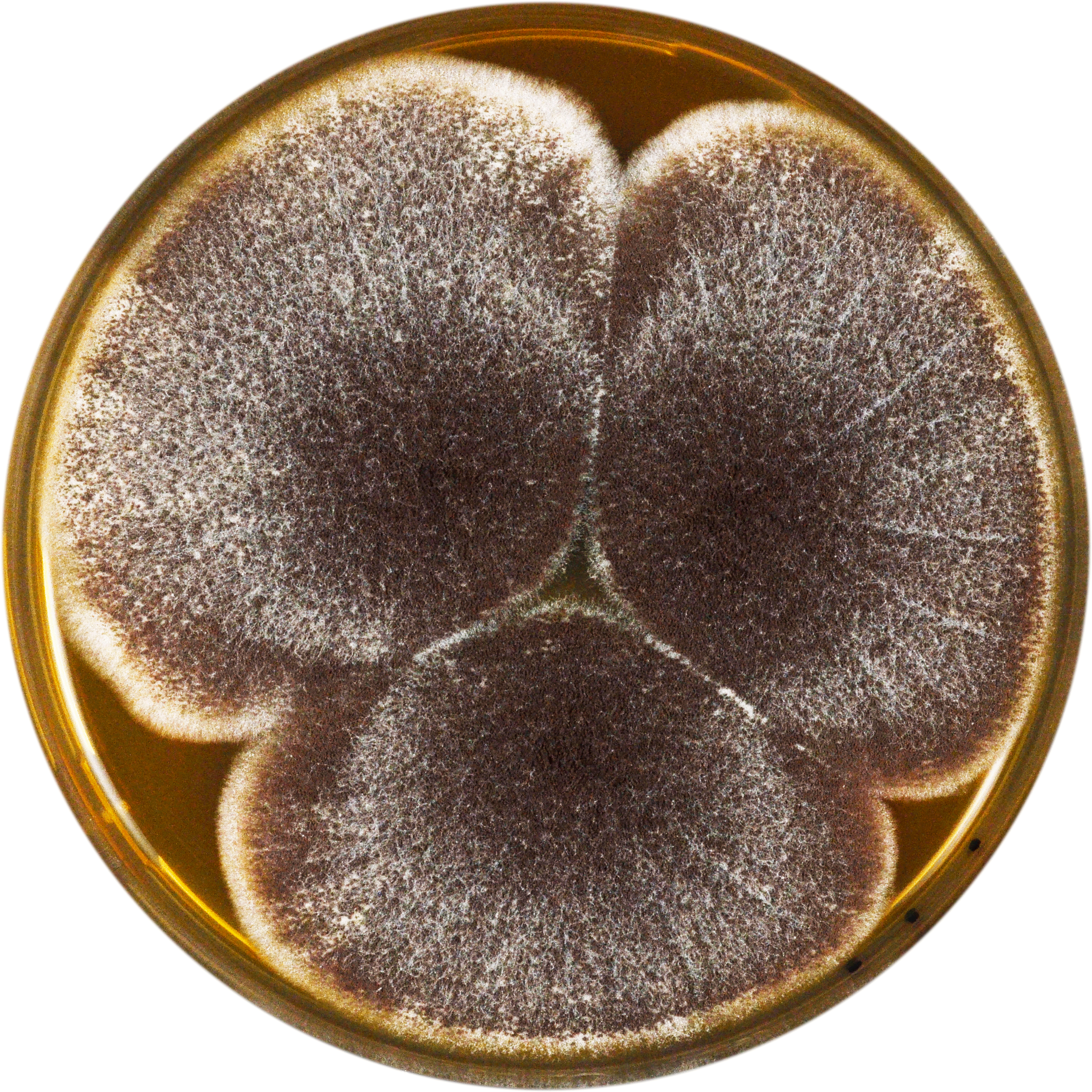 Aspergillus Aculeatinus Meaox - Heart (2834x2834), Png Download