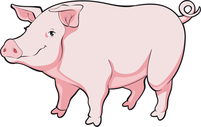 Cartoon Pig Png - Realistic Pig Clip Art (800x506), Png Download
