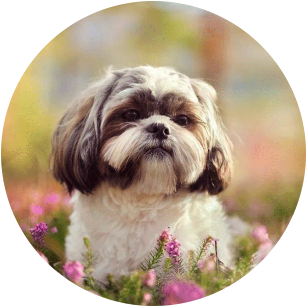 Shih Tzu 4u - Chiens Les Plus Calmes (619x619), Png Download