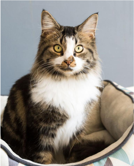 Photo Of Ak1776 Possum - Domestic Long-haired Cat (638x638), Png Download