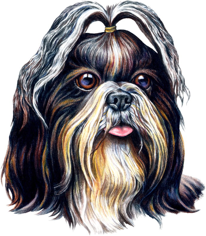 Shih Tzu Png (746x800), Png Download