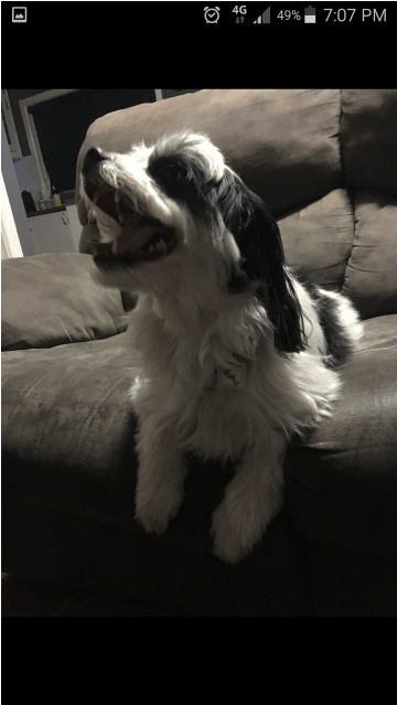 Donate To Petrescue - Dog Catches Something (638x638), Png Download