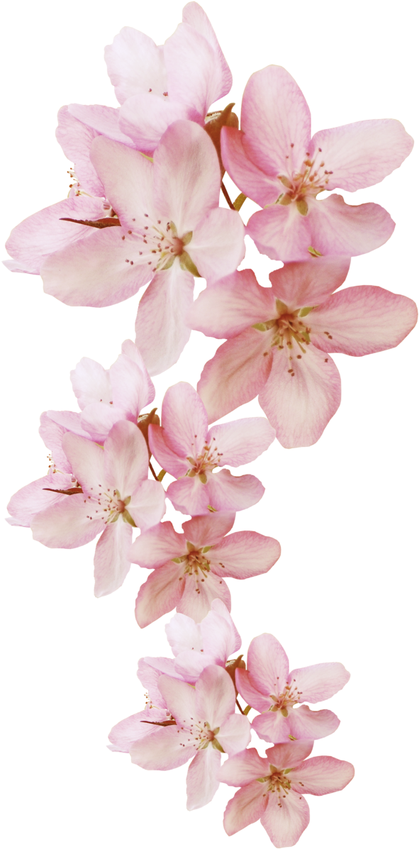 Flower (638x1280), Png Download