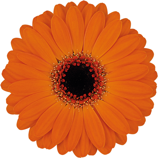 Allure® - Paper (600x600), Png Download