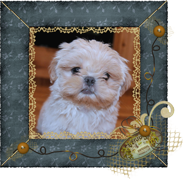 Enchanted Mountain Shih Tzu - Mal-shi (582x570), Png Download