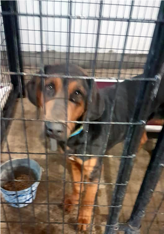 Bob Adopted Into Forever Home - Companion Dog (800x750), Png Download