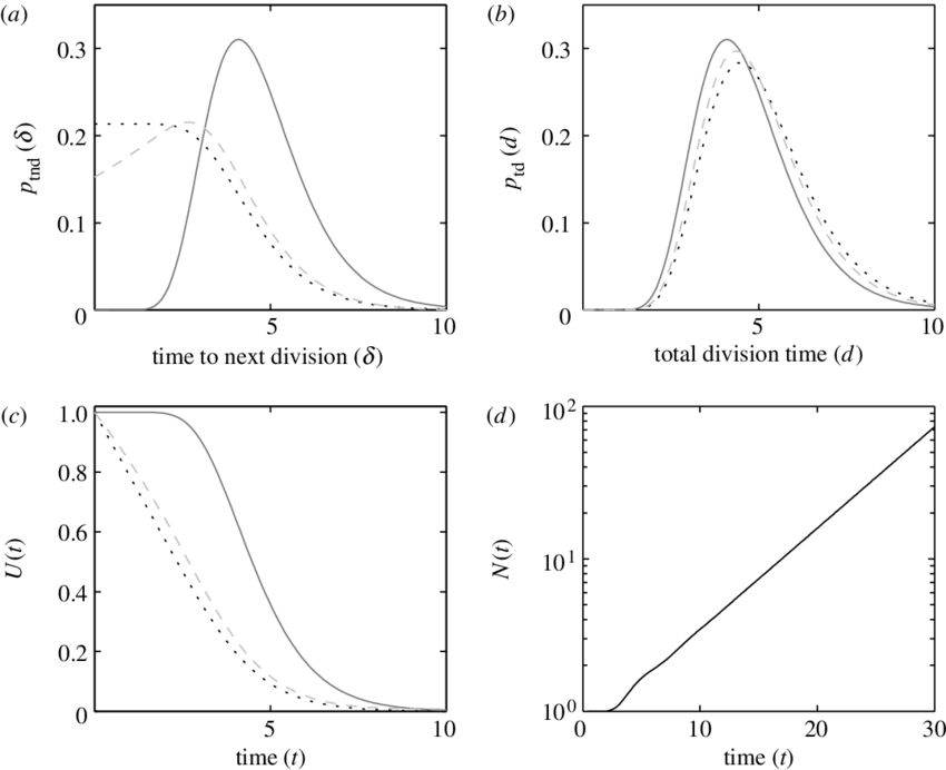 Dividing Population With Lognormal Division Time Distribution - Diagram (850x692), Png Download