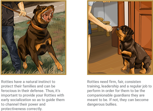 Rottweiler - Power Of Rottweiler (662x534), Png Download