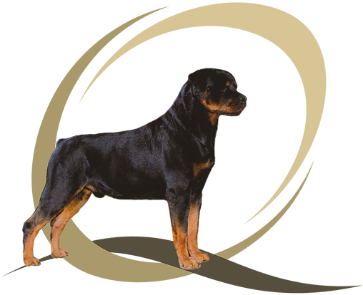 The Dogs Of Jill Kessler- Miller - Rottweiler (662x662), Png Download