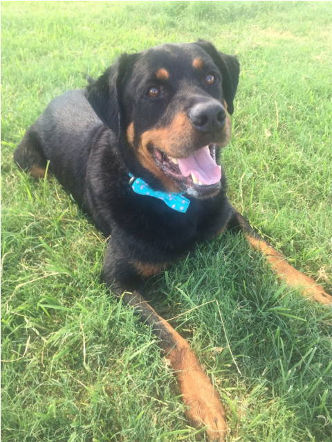 Dog Catches Something (638x638), Png Download