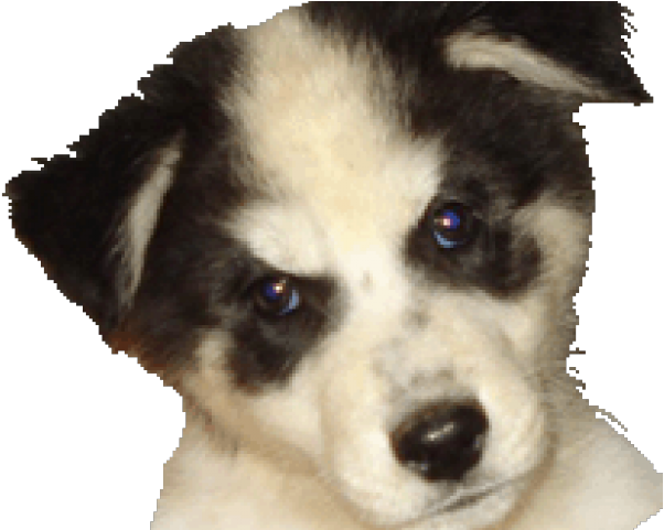 Companion Dog (640x480), Png Download