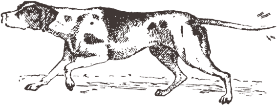 Every Day Is A Doggy Day At Congaree And Penn, But - English Foxhound (1000x562), Png Download