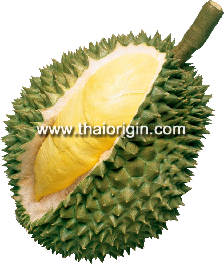 Ex-factory Or Fob Bangkok - Durian Fruit Taste (728x858), Png Download