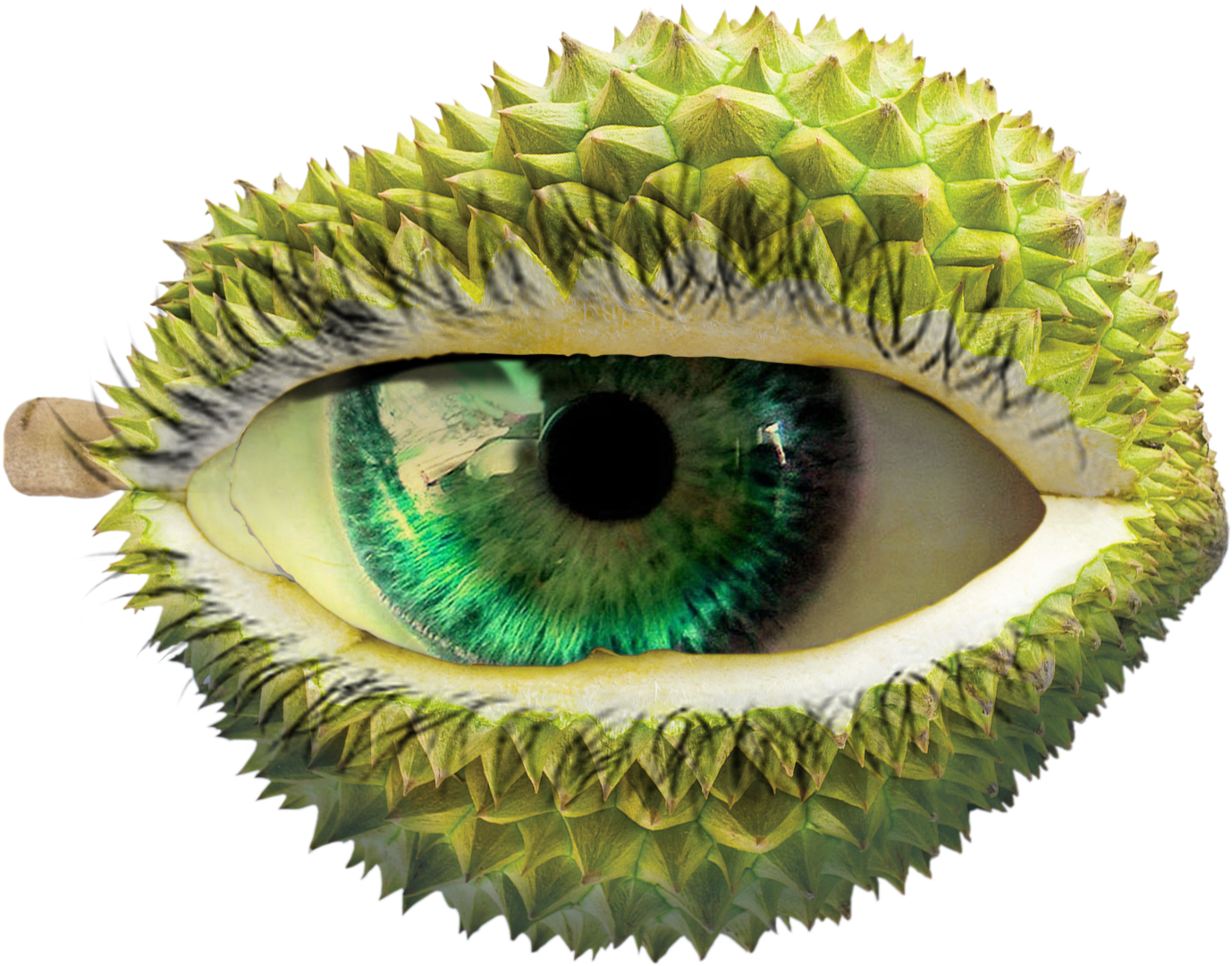 Durian Png (1456x1385), Png Download