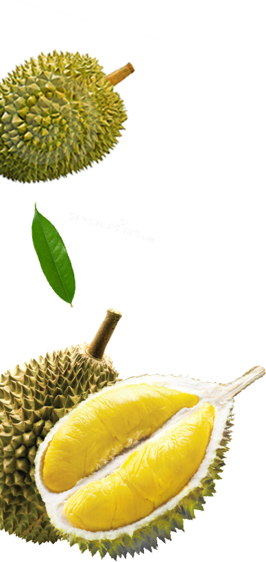 Malaysia Durian - Durian Fruit (388x821), Png Download