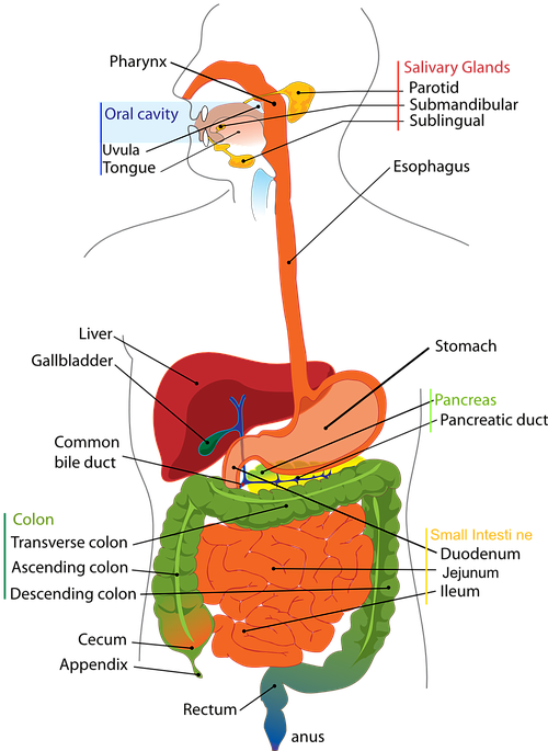 Digestive System Human Digestion Labelled Diagram - Parts Of Digestive System Diagram (502x720), Png Download