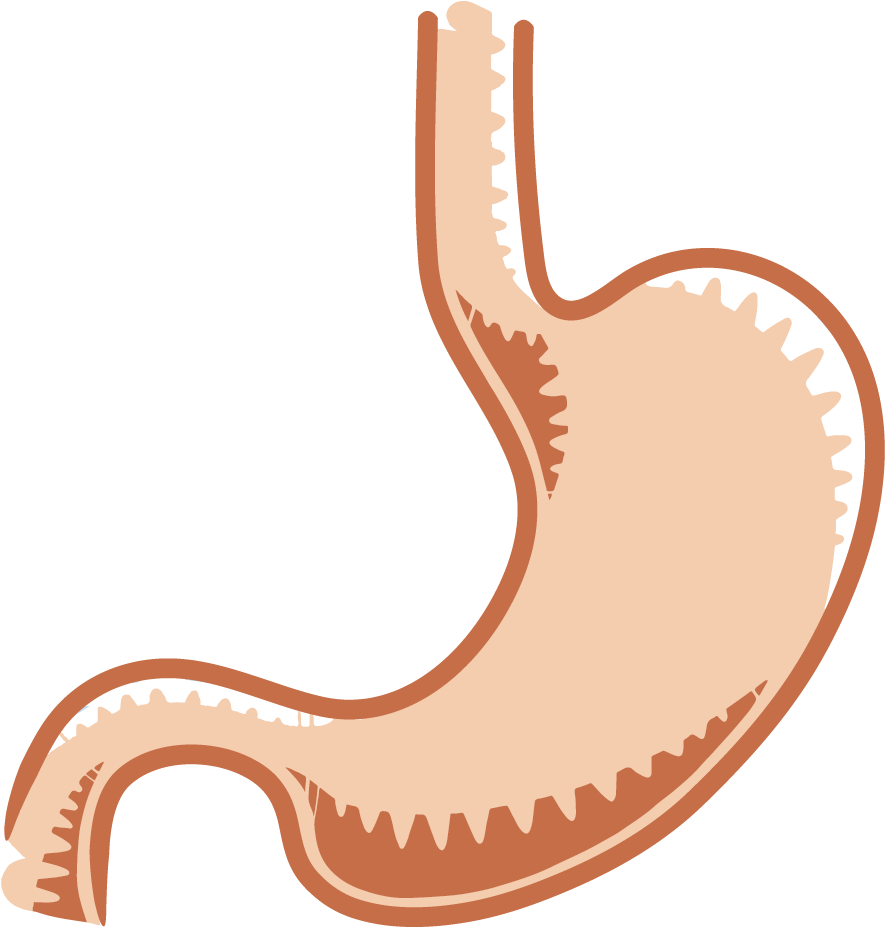 The Gastrointestinal System Tutorials - Planetary Gear System Vector (960x960), Png Download