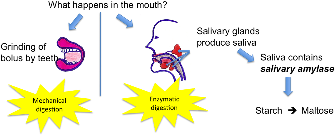 Picture - Happens To Food In The Mouth (1100x452), Png Download