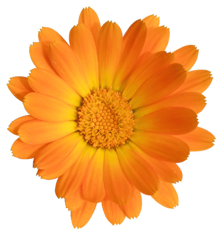 That's Why We've Created A Guide To Good Beauty Karma, - English Marigold (1563x1563), Png Download