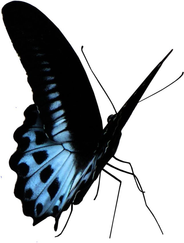 Blue Butterfly Png - Lycaenid (780x1025), Png Download